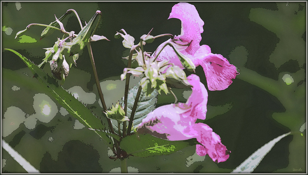 Une fleur par jour.... - Page 11 45428198.59d1344e.1024