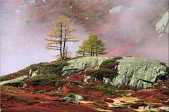 the last fog reveals the autumn colours