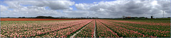 Tulips, everywhere You can See...