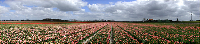 Tulips, everywhere You can See...