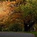 The Autumn golds of Alexandra Park