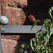 Red-billed Firefinch - Lalibela