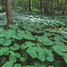 Ground cover - Ligularia sp.? -  in dense woodland.