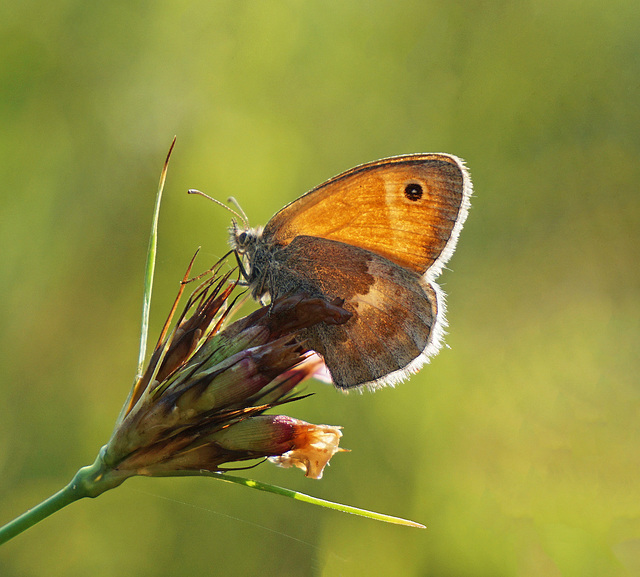 Kleines Wiesenvögelchen - Coenonympha pamphilus - Small heath