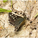 EF7A3617 Butterfly