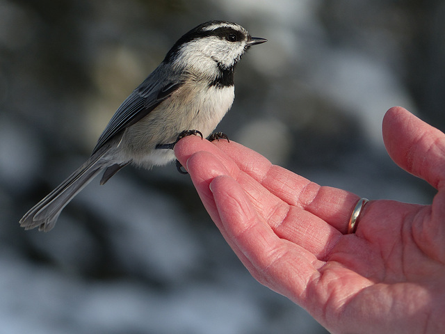 A change from a Black-capped Chickadee