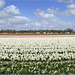 Panorama from a Hyacinths field in the Netherlands...