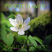 forest flower