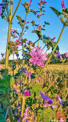 19-06-18 - 01 - Fismes - Villette - fleurs des champs