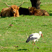 Storch unter Beobachtung