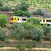 Douro Valley Railway Train near Regua