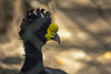 Bird with yellow beak detail: HFF (paujil de pico amarillo in Spanish, Great curassow in English)