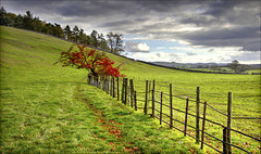 The red tree   Happy Fence Friday