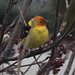 Western Tanager