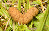 EF7A3668 Caterpillar