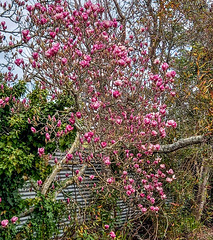 Magnolia In Bloom