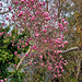 Magnolia In Bloom