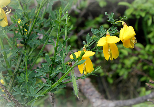 Cytisus scoparius Cytisus scoparius