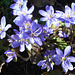 060 Hepatica nobilis - die blaue Form