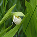 Sparrow's-egg Orchid / Cypripedium passerinum