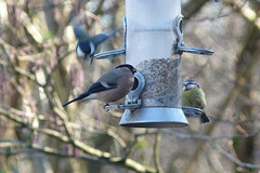 Tits and Finches