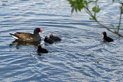 Moorhen and Chicks