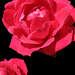 Red Rose Closeup Sea Isle