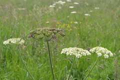 Ground elder with wild grasses, North Yorkshire