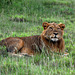 Ugandan Savannah in the Evening, a Young Lion Resting in the Grass