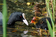 Motherly Love - Coot Style