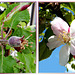 Aus Apfelblüten wurden Früchte.  ©UdoSm
