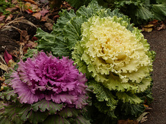 Ornamental Cabbage or Ornamental Kale?