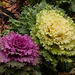 Ornamental Cabbage or Ornamental Kale?