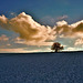 Einsamer Baum in Schneelandschaft - Lonely tree in a snowy landscape