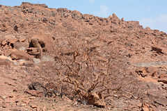 Namibia, Dried up Trees at the Twyfelfontein Valley