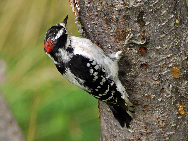 hairy woodpecker CSC 1610