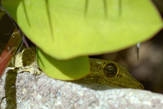 Tarentola mauritanica, Osga-moura