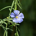 Blue Flax / Linum lewisii