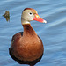 Day 4, Black-bellied Whistling Duck / Dendrocygna autumnalis, South Texas