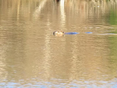 Beaver swimming across the pond