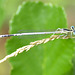 White Featherleg m (Platycnemis latipes) DSB 1270