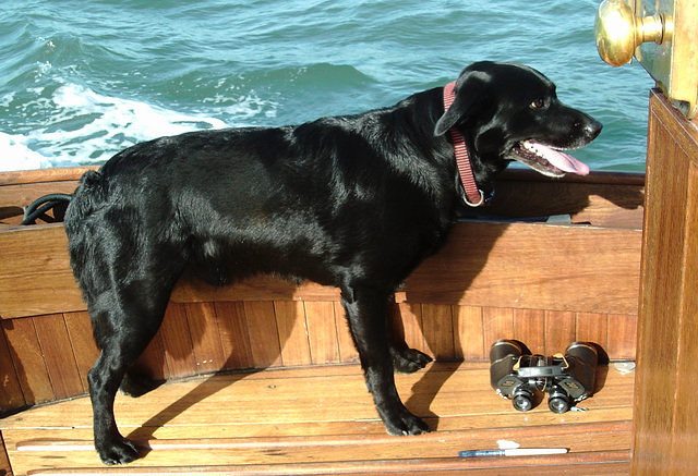 BDD - sea dog