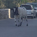Cow just wandering in the road