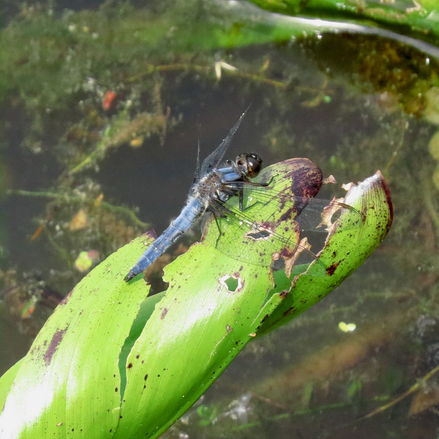 Blue corporal dragonfly