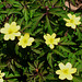 067  Anemone ranunculoides ist eine gelbe Art  des Buschwindröschens