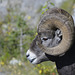 Bighorn sheep, Canada