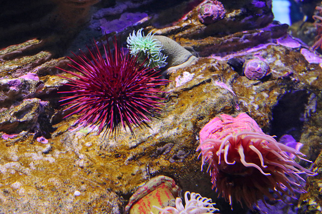 Anemones and urchin