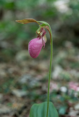 Cypripedium acaule (Pink Lady's-slipper orchid)