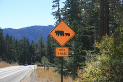Bear crossing