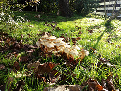 lovely mushrooms